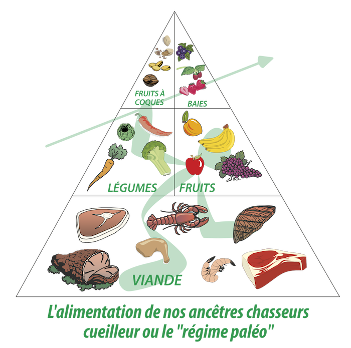 Voici la liste des aliments "autorisés" dans le régime paléolithique