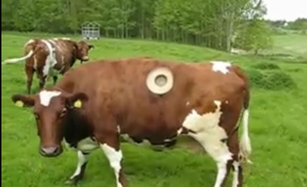 Vache hublot permettant de contrôler la digestion du pauvre animal. Qu'est-ce qui est le plus tordu : ne plus boire de lait, ou boire ce lait de vache (mélangé à du pu et des hormones)?